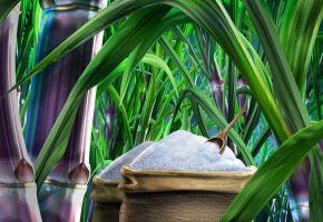 Food_illustrations_3127_sugar_and_sugarcane_picture